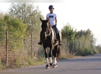 Andalusier, Stute, 15 Jahre, 160 cm, Rappe