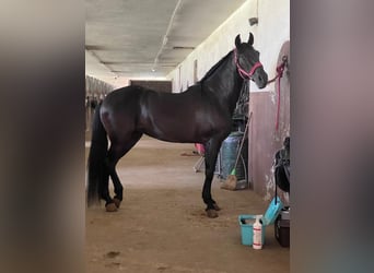 Andalusier, Stute, 15 Jahre, 162 cm, Rappe