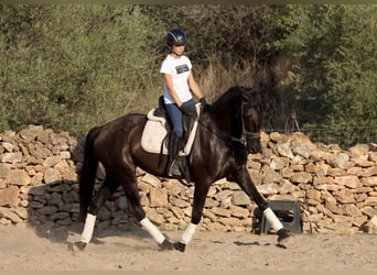 Andalusier, Stute, 16 Jahre, 160 cm, Rappe