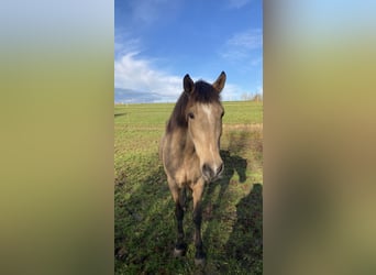 Andalusier, Stute, 16 Jahre, 165 cm, Buckskin