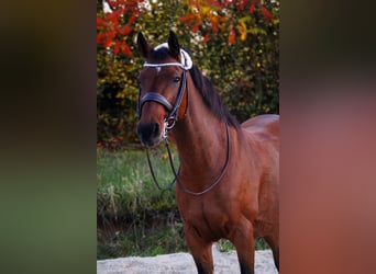 Andalusier Mix, Stute, 17 Jahre, 153 cm, Brauner