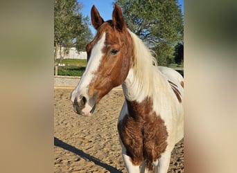 Andalusier, Stute, 17 Jahre, 156 cm, Schecke