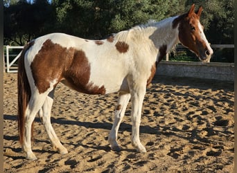 Andalusier, Stute, 17 Jahre, 156 cm, Schecke