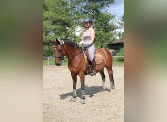 Andalusier Mix, Stute, 18 Jahre, 153 cm, Brauner