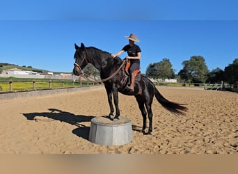 Andalusier, Stute, 18 Jahre, 157 cm, Schwarzbrauner