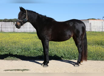 Andalusier, Stute, 18 Jahre, 157 cm, Schwarzbrauner