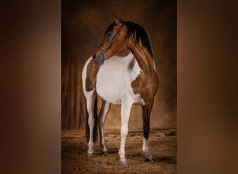 Andalusier Mix, Stute, 19 Jahre, 154 cm, Schecke