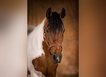 Andalusier Mix, Stute, 19 Jahre, 154 cm, Schecke