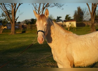 Andalusier, Stute, 1 Jahr, 142 cm, Pearl
