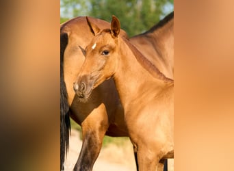 Andalusier, Stute, 1 Jahr, 145 cm, Fuchs