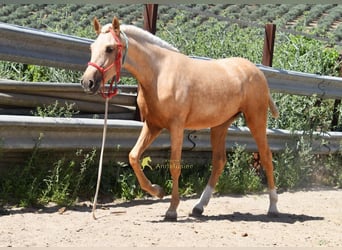 Andalusier, Stute, 1 Jahr, 147 cm, Palomino