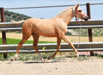 Andalusier, Stute, 1 Jahr, 147 cm, Palomino