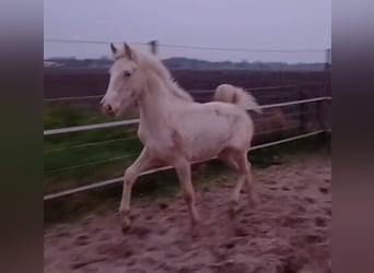 Andalusier Mix, Stute, 1 Jahr, 150 cm, Cremello