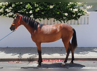 Andalusier, Stute, 1 Jahr, 152 cm