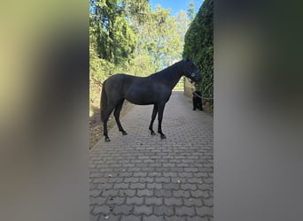 Andalusier, Stute, 1 Jahr, 155 cm, Rappe