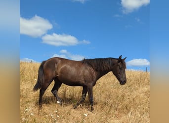 Andalusier, Stute, 1 Jahr, 155 cm, Rappe