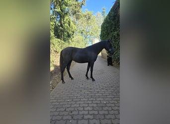 Andalusier, Stute, 1 Jahr, 155 cm, Rappe