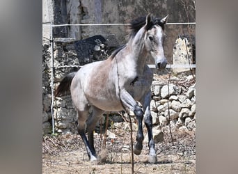 Andalusier, Stute, 1 Jahr, 155 cm, Schimmel