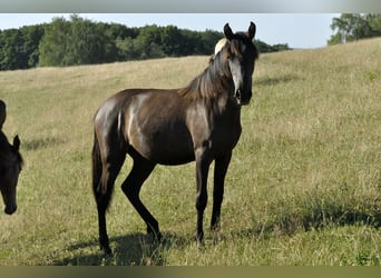 Andalusier, Stute, 1 Jahr, 155 cm, Schimmel