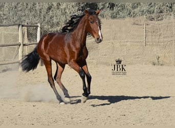 Andalusier, Stute, 1 Jahr, 157 cm, Brauner