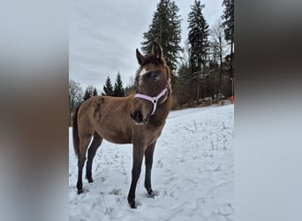 Andalusier, Stute, 1 Jahr, 160 cm