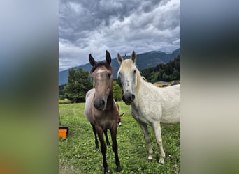 Andalusier, Stute, 1 Jahr, 160 cm