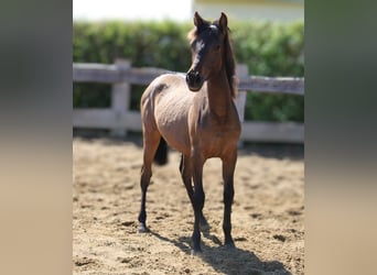 Andalusier, Stute, 1 Jahr, 162 cm, Brauner