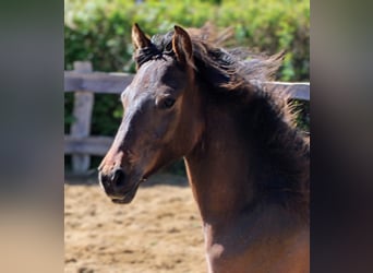 Andalusier, Stute, 1 Jahr, 162 cm, Brauner