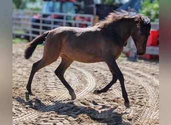 Andalusier, Stute, 1 Jahr, 162 cm, Brauner
