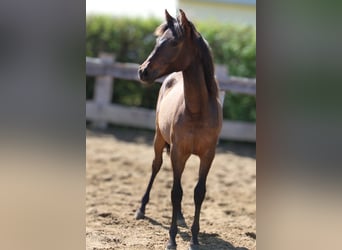 Andalusier, Stute, 1 Jahr, 162 cm, Brauner