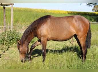 Andalusier, Stute, 1 Jahr, 162 cm, Brauner