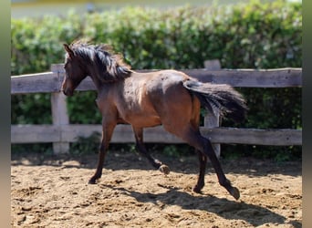 Andalusier, Stute, 1 Jahr, 162 cm, Brauner