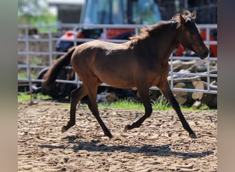 Andalusier, Stute, 1 Jahr, 162 cm, Brauner