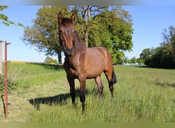 Andalusier, Stute, 1 Jahr, 162 cm, Brauner