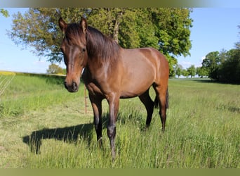 Andalusier, Stute, 1 Jahr, 162 cm, Brauner