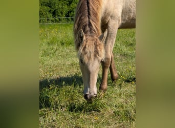 Andalusier, Stute, 1 Jahr, 162 cm, Pearl