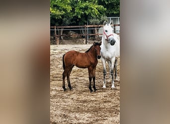 Andalusier, Stute, 1 Jahr, 165 cm, Apfelschimmel