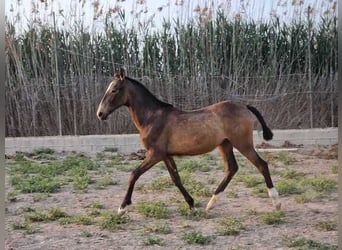 Andalusier, Stute, 1 Jahr, 165 cm, Rotbrauner