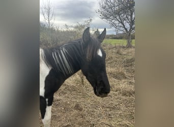 Andalusier, Stute, 1 Jahr, 165 cm, Schecke