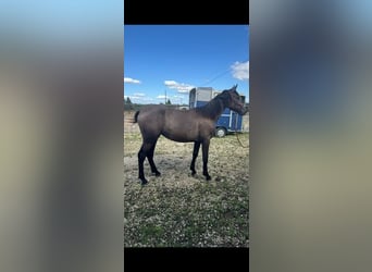 Andalusier Mix, Stute, 1 Jahr, 168 cm, Roan-Bay