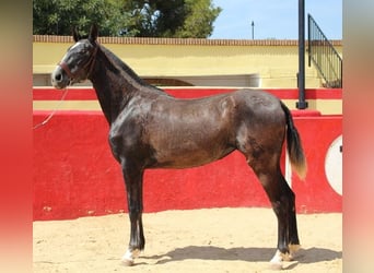Andalusier, Stute, 1 Jahr, Schimmel