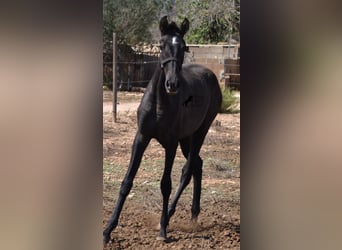 Andalusier, Stute, 1 Jahr, Schimmel