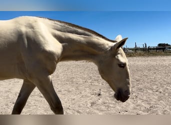 Andalusier Mix, Stute, 2 Jahre, 145 cm, Perlino
