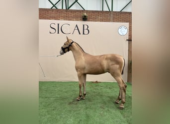 Andalusier, Stute, 2 Jahre, 150 cm, Overo-alle-Farben