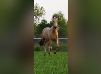 Andalusier Mix, Stute, 2 Jahre, 150 cm, Palomino