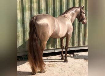 Andalusier, Stute, 2 Jahre, 150 cm, Rotbrauner