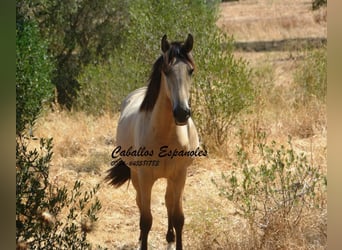Andalusier, Stute, 2 Jahre, 152 cm, Falbe