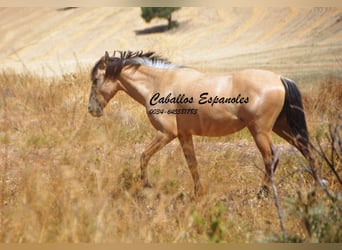 Andalusier, Stute, 2 Jahre, 152 cm, Falbe