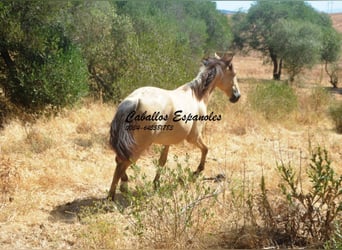 Andalusier, Stute, 2 Jahre, 152 cm, Falbe