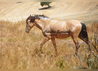 Andalusier, Stute, 2 Jahre, 152 cm, Falbe